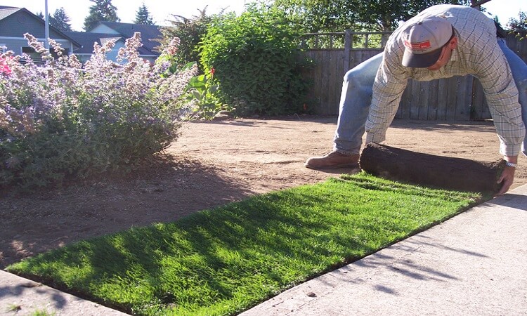 Grass Seed vs Sod What Works Best for Your Home
