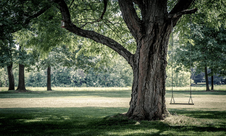 Expert Tips for Taking Care of Your Trees