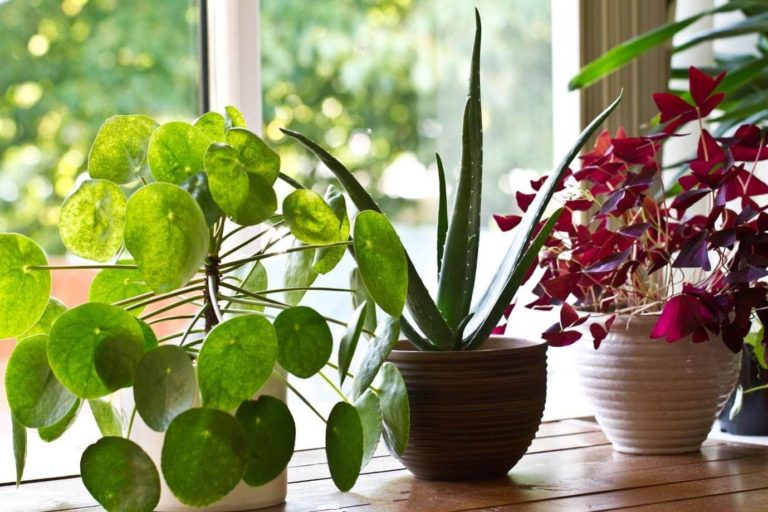 The Top 5 Benefits of Plants for a Home