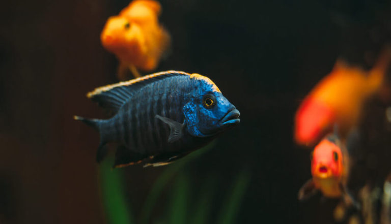 How to Properly Take Care of African Cichlids