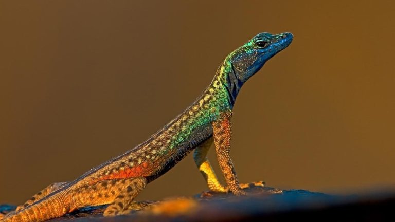 Love Reptiles? Here's How To Take Proper Care Of Them