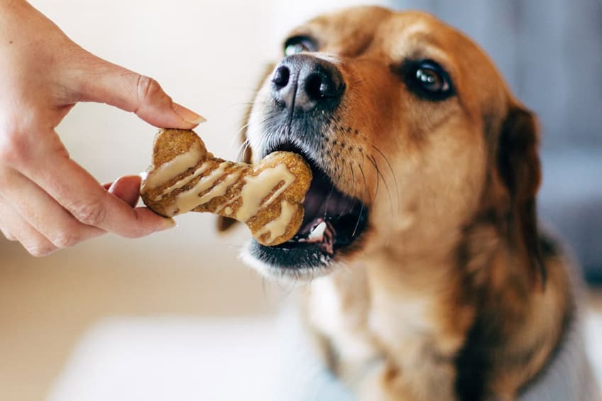Choose the Right Biscuits for your Dog - WikiPout