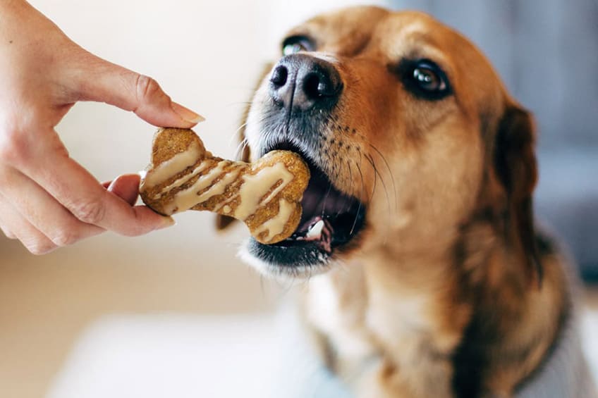 Choose the Right Biscuits for your Dog