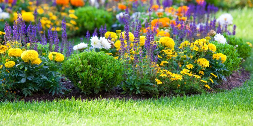 Types of Spring Flowers To Plant in Your Garden That Bloom All Season