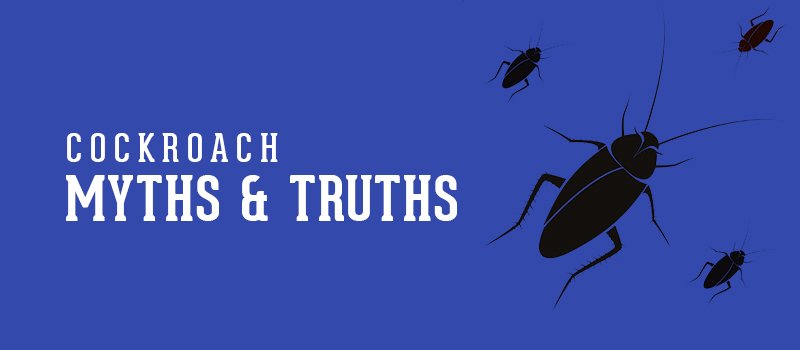 11 Cockroach Myths That Have Stood the Test of Time!