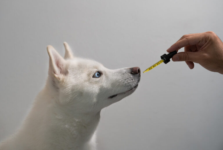 How Much CBD Should You Administer for Collapsed Trachea in Dogs?