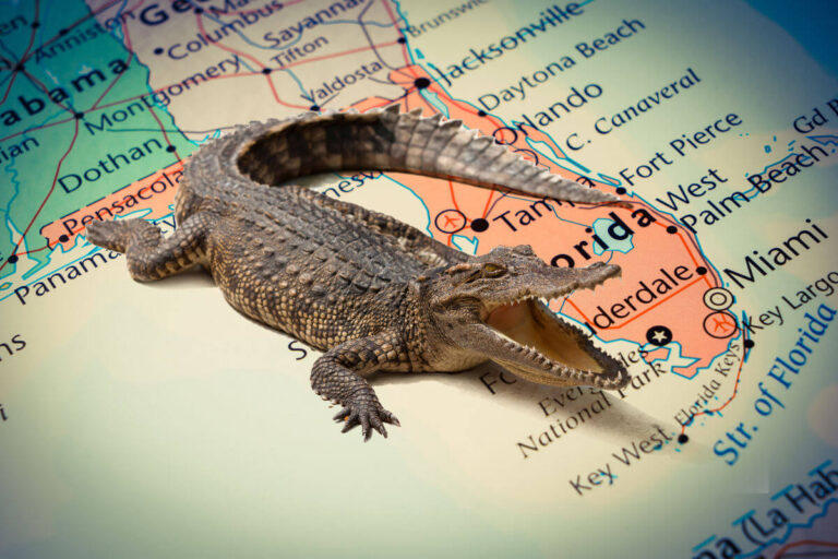 5 Backyard Florida Animals You Need to Be Aware Of