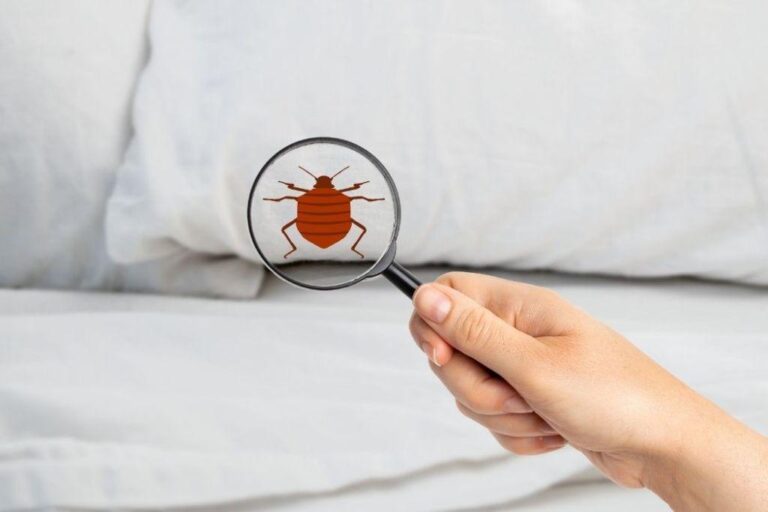 Where Do Bed Bugs Come From?