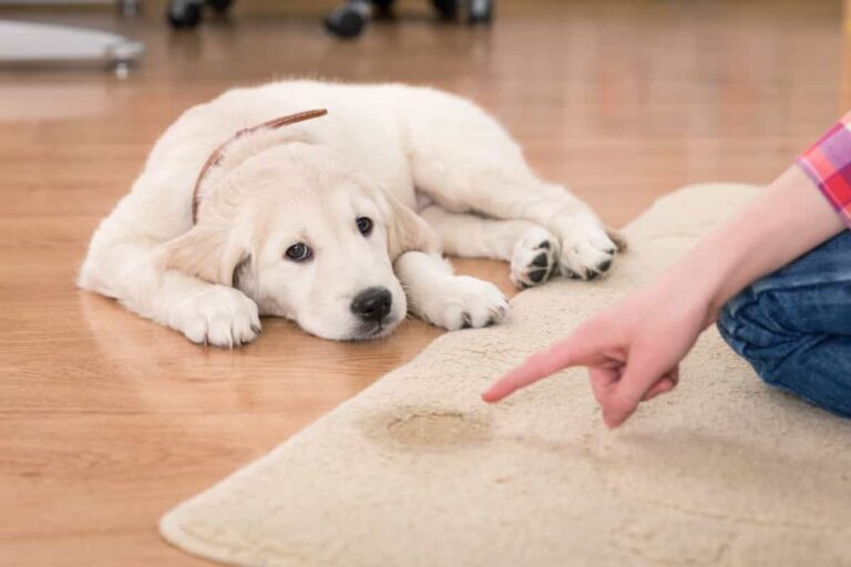 Easy Steps To Get Dried Dog Pee Out Of Carpets And Rugs